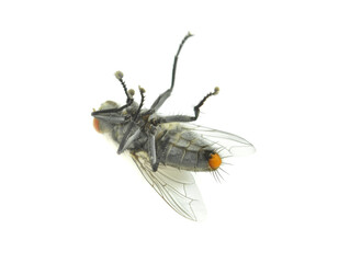 fly isolated on white background.