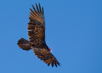 Fototapeta na wymiar A Turkey Vulture with outstretched wings searches for its next meal.