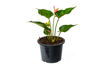 Beautiful  anthurium in the pot isolated on white background.