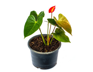 Beautiful  anthurium in the pot isolated on white background.