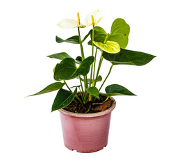 Beautiful  anthurium in the pot isolated on white background with clipping path.