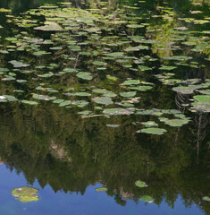 water lily pond - reflection in a lily pond - mountain reflection.