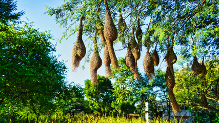 Landscape view of group of baya weaver bird nests hanging on the acacia tree.