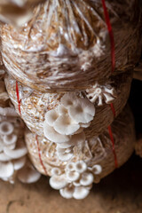 Mushroom Farming And Mushroom Production