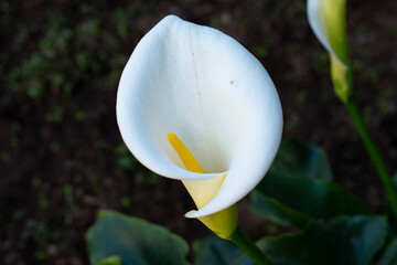 white flower in the garden