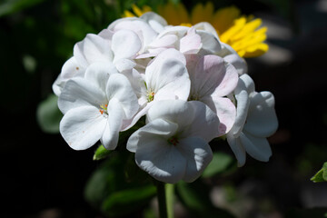 blue and white flower