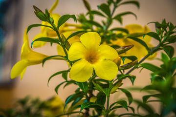 Fototapeta na wymiar Close-up view of yellow alamanda flowers
