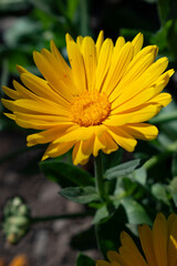 yellow flower