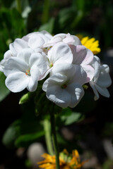 Obraz premium white and yellow flower