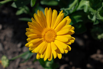 yellow flower in the garden