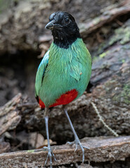 Nature Wildlife image of Borneo Hooded Pitta (Pitta sordida mulleri) on Rainforest jungle