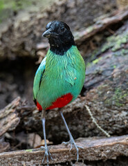 Nature Wildlife image of Borneo Hooded Pitta (Pitta sordida mulleri) on Rainforest jungle
