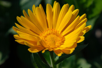 yellow flower in the garden