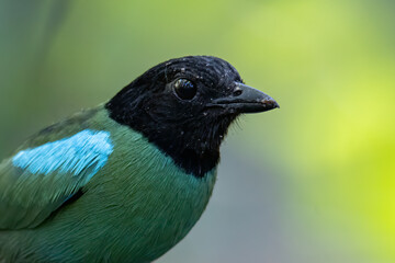 Nature Wildlife image of Borneo Hooded Pitta (Pitta sordida mulleri) on Rainforest jungle