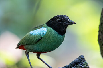 Nature Wildlife image of Borneo Hooded Pitta (Pitta sordida mulleri) on Rainforest jungle