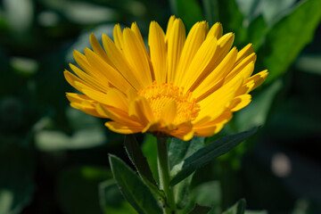 yellow flower in the garden