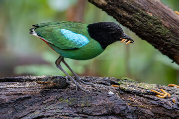 Nature Wildlife image of Borneo Hooded Pitta (Pitta sordida mulleri) on Rainforest jungle