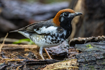 Wildlifd bird of Chestnut-capped Thrush perched in a tree with blur green background