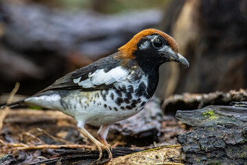 Wildlifd bird of Chestnut-capped Thrush perched in a tree with blur green background