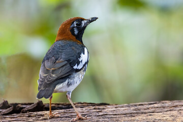 Wildlifd bird of Chestnut-capped Thrush perched in a tree with blur green background