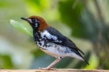 Wildlifd bird of Chestnut-capped Thrush perched in a tree with blur green background