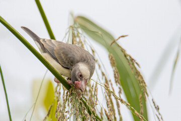 Nature Wildlife image of beautiful bird Java sparrow (Lonchura oryzivora) with green background