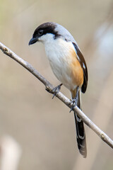 Nature wildlife image of Long-Tailed Shrike perch on tree brunch
