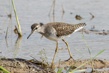Beautiful water bird of Marsh Sandpiper wading in a calm stream