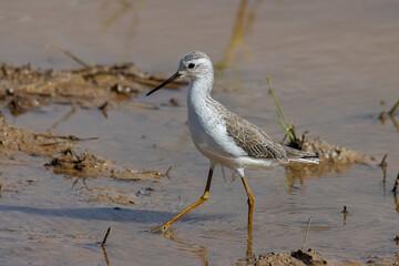 Beautiful water bird of Marsh Sandpiper wading in a calm stream