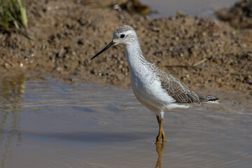 Beautiful water bird of Marsh Sandpiper wading in a calm stream