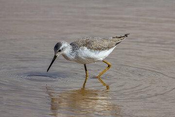 Beautiful water bird of Marsh Sandpiper wading in a calm stream