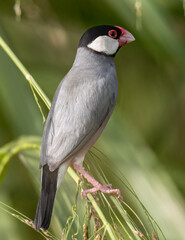 Nature Wildlife image of beautiful bird Java sparrow (Lonchura oryzivora) with green background