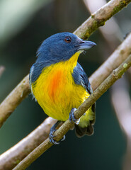 Fototapeta premium Nature wildlife image of Yellow-rumped flowerpecker (Prionochilus xanthopygius) endemic of Borneo