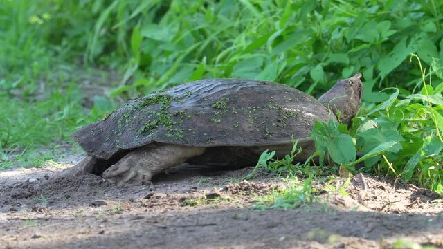Florida Softshell Turtle burying eggs