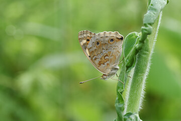 butterfly on a green leaf
Junonia orithya
