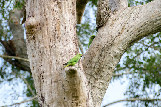 Rose-ringed parakeet nesting on the large tree trunk. Beauty in nature. photograph near Madunagala sanctuary in Hambantota.