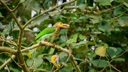 Brown-headed barbet bird enjoying delicious Banyan fruit while perched on a branch. Small green banyan fruit holding between its beaks.