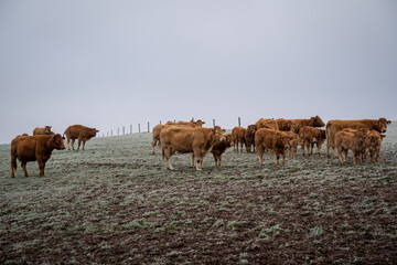 Brown cows with calves on a frosty day in the pasture - obrazy, fototapety, plakaty