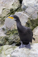 Little Shag / Little Pied Cormorant in New Zealand