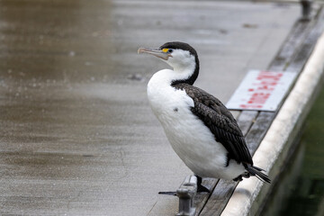 Pied Shag / Cormorant in New Zealand