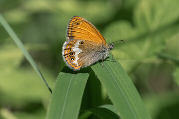 Sennitsy Latin Coenonympha - Genus of butterflies in the family satyrinae.