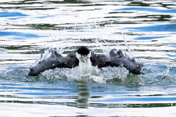 Pied Shag / Cormorant in New Zealand