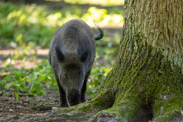 Wild boar in a forest in Hesse, Germany at a sunny day in summer.