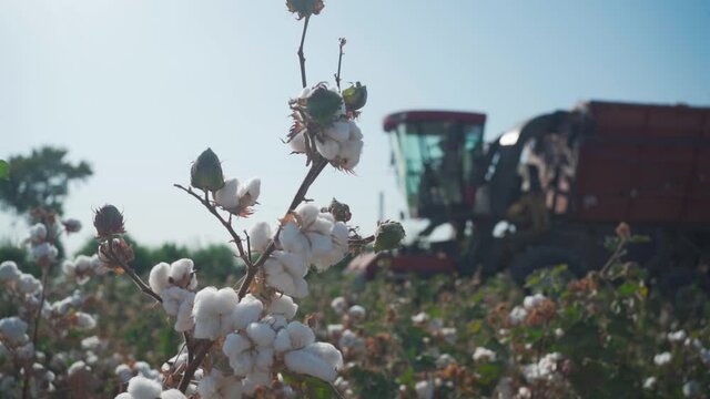 Cotton field ready to harvest. Cotton branch close-up. In the background, a cotton harvester is passing out of focus