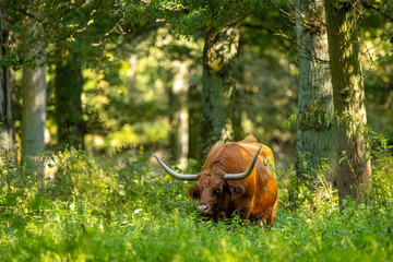 A scottish highland cattle in a forest in Hesse, Germany at a sunny day in summer.