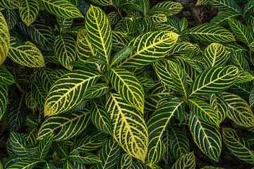 Sanchezia Speciosa Leonard,Green leaves pattern with yellow stripes for background,Beautiful zebra pattern with bright texture Shrubby White Vein or Gold Vein Plant Mala leaves on tree in the garden