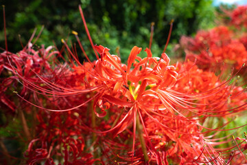 彼岸花