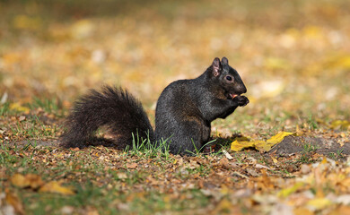 Naklejka na ściany i meble Black squirrel eating almond