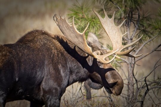Close up photo of a bull moose.