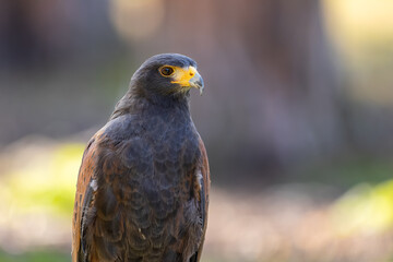 Portrait of a desert buzzard at a sunny day in summer.